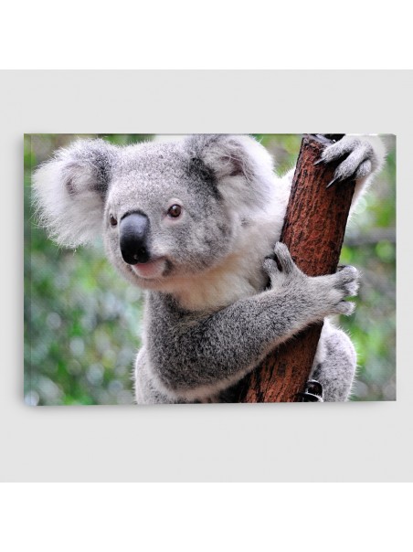 Koala - Quadro su tela - Rettangolare